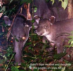 Tapirus bairdii