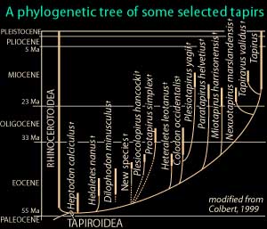 Tapir phylogeny