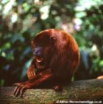 Alouatta