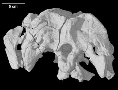 Apatosaurus sp.