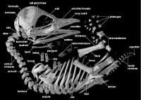 labeled skeleton