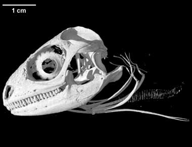 Brachylophus fasciatus