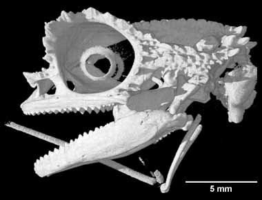 Brookesia brygooi