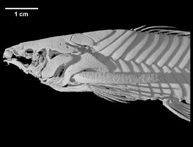 Callichthys callichthys