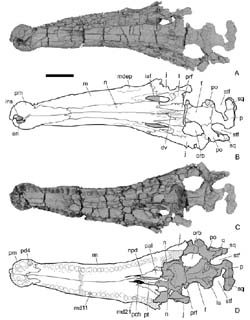 Calsoyasuchus