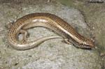 Chalcides ocellatus