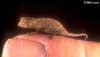 Brookesia