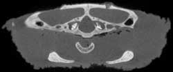 Chelus coronal slice 225