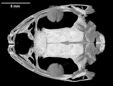 Chiromantis rufescens