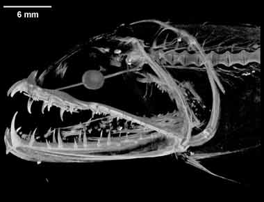 Chirostomias pliopterus