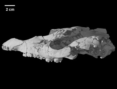 Colodon cf. occidentalis