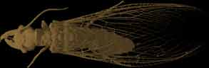 Dobsonfly