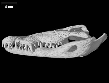 Crocodylus moreletii