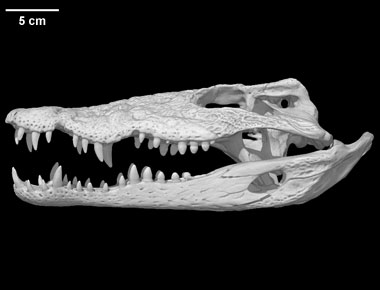 Crocodylus rhombifer