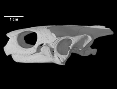 Cuora amboinensis