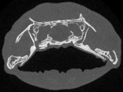 Dicamptodon coronal slice 250