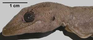 Diplodactylus ciliaris