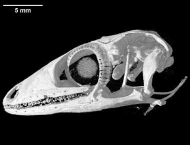 Diplodactylus ciliaris