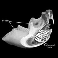 Mandible