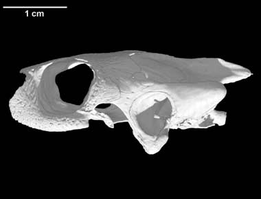 Emys orbicularis