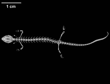 Eurycea sosorum