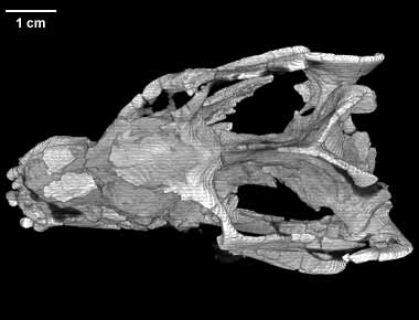 Exaeretodon frenguelli