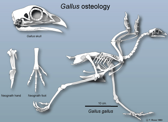 Gallus