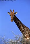 Giraffa camelopardalis