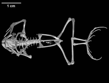 Hamptophryne boliviana