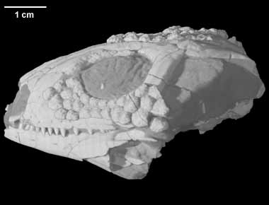 Helodermoides tuberculatus