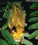 Hipposideros