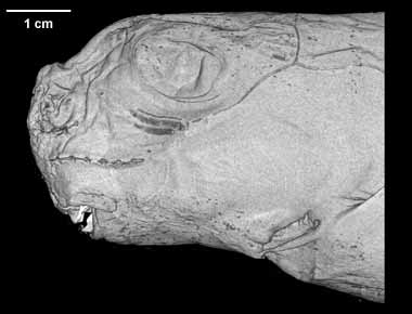 Hydrolagus colliei