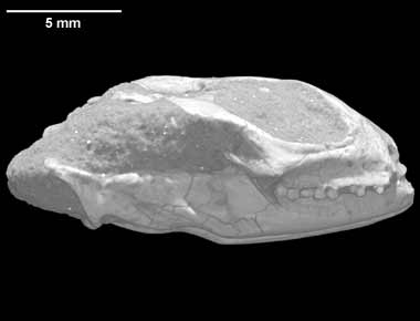 Isodontosaurus gracilis