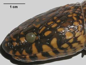 Lampropeltis getula