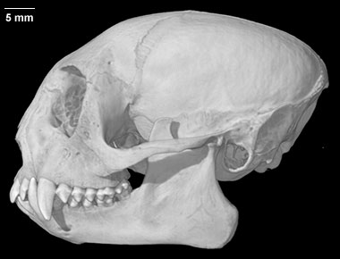 Leontopithecus rosalia