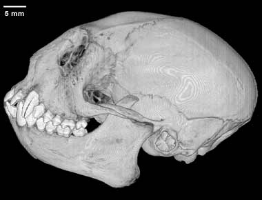 Leontopithecus rosalia