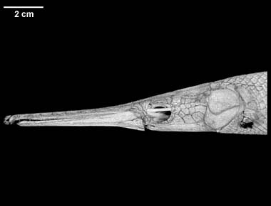 Lepisosteus osseus