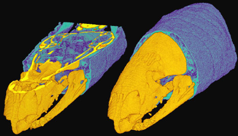 Spin of cranial endocast