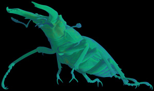 staghorn beetle