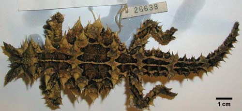 Moloch horridus