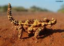 Moloch horridus