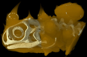 Moloch horridus