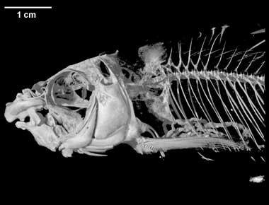 Moxostoma lacerum