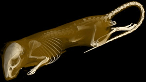 Mus musculus