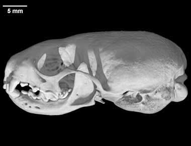 Mustela frenata