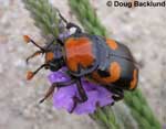 Nicrophorus americanus