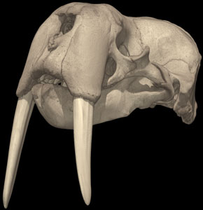 Odobenus rosmarus