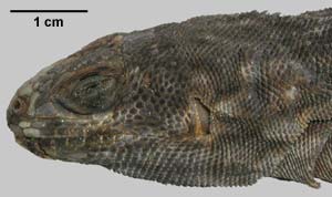 Oplurus cyclurus