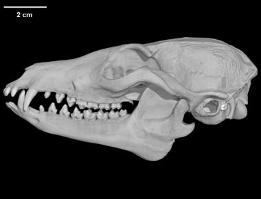 Otocyon megalotis