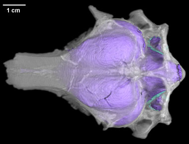 Paraptenodytes antarcticus